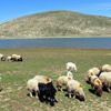 60 bin küçükbaş hayvan suya kavuştu 60 bin küçükbaş hayvan suya kavuştu