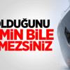 Mustafa Denizli'den Beşiktaş Açıklaması: 'Üzüldüm' Mustafa Denizli'den Beşiktaş Açıklaması: 'Üzüldüm'