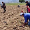 Yırca’da sökülen zeytinlerin yerine yenileri dikiliyor Yırca’da sökülen zeytinlerin yerine yenileri dikiliyor