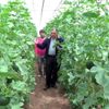 Antalya da kavun hasadı başladı Antalya da kavun hasadı başladı