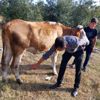OSB görevlisinin baltayla ineklerini yaraladığı iddiasıyla ... OSB görevlisinin baltayla ineklerini yaraladığı iddiasıyla ...