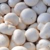Evde mantar yetiştiriciliği nasıl yapılır? Kültür mantarı nasıl yetiştirilir? Evde mantar yetiştiriciliği nasıl yapılır? Kültür mantarı nasıl yetiştirilir?