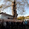 Bu ağaç tam 570 yaşında Bu ağaç tam 570 yaşında