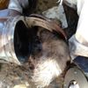 Başı sobaya sıkışan köpeği itfaiye kurtardı