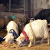 Aydın Aydın yeni yıla böyle girdi Aydın Aydın yeni yıla böyle girdi