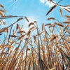 Buğday ve arpada kıtlık senesi Buğday ve arpada kıtlık senesi
