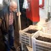Erdek te zeytin alımları sürüyor Erdek te zeytin alımları sürüyor