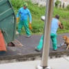 Çöpçü çarptığı köpeği canlı canlı çöp kamyonuna attı