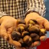 Kışın vazgeçilmezi kestane, cep yakıyor Kışın vazgeçilmezi kestane, cep yakıyor