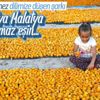 Malatya’da kayısı hasadı sürüyor Malatya’da kayısı hasadı sürüyor