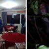 Kumar oynarken basıldı, karanlıkta saklanmak için ağaca çıktı Kumar oynarken basıldı, karanlıkta saklanmak için ağaca çıktı