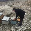 Adıyaman'da 16 adet arılı kovan çalındı Adıyaman'da 16 adet arılı kovan çalındı