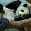 Panda sayısı son 10 yılda arttı Panda sayısı son 10 yılda arttı