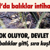 1 Ton Kaçak Eti İstanbul’a Götürmeye Çalışırken Yakalandılar 1 Ton Kaçak Eti İstanbul’a Götürmeye Çalışırken Yakalandılar