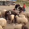 Eşeğini döven çobana bin 33 TL para cezası