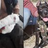Sahibine saldıran köpeği polis vurarak öldürdü