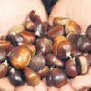 Kestane için uyarı geldi Kestane için uyarı geldi