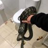 Avustralya da banyoya giren dev piton korkuttu
