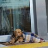 Soğuktan üşüyen köpek şalla örtüldü Soğuktan üşüyen köpek şalla örtüldü