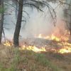 Çanakkale Gelibolu'da orman yangını! İşte son durum
