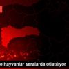 Üzümlü de hayvanlar seralarda otlatılıyor Üzümlü de hayvanlar seralarda otlatılıyor