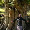 Dünyanın en yaşlı ağacı! Yaşını duyan hayret ediyor