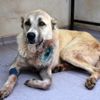 Hayvanları Koruma Günü nde köpeği tüfekle vurdu