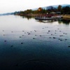 Sapanca Gölü'nde sevindiren haber Sapanca Gölü'nde sevindiren haber