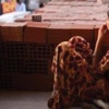 "300 yezidi kadın hamile" "300 yezidi kadın hamile"