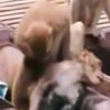 Baygın maymuna ilk yardım başka bir maymundan geldi Baygın maymuna ilk yardım başka bir maymundan geldi