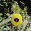 Amasya’nın tescilli 'gram altını': Çiçek bamyası