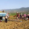 Patates üreticisi ithalattan dolayı sıkıntıda