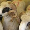 Kurban Bayramı tatili 9 gün olacak mı? Kurban Bayramı tatili 9 gün olacak mı?