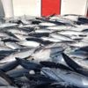 Karadeniz’den palamut fışkırdı