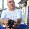 Burhaniye de Tarım Kredi Kooperatifi zeytin alımına ... Burhaniye de Tarım Kredi Kooperatifi zeytin alımına ...