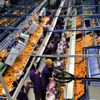 Narenciye ihracatından 560 milyon dolar gelir