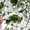 Meteoroloji'den son dakika uyarı geldi! Kuvvetli zirai don bekleniyor