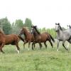 Şampiyonların tayları satışa çıkıyor Şampiyonların tayları satışa çıkıyor