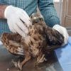Yaralı kaya kartalı tedavi altına alındı