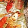 Koileri bebek gibi besliyorlar Koileri bebek gibi besliyorlar