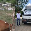 Çalıntı kamyonetle, hayvan çaldılar Çalıntı kamyonetle, hayvan çaldılar