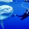 Mola Mola nedir?