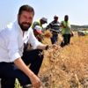 Sındırgı da nohut hasadı yapıldı Sındırgı da nohut hasadı yapıldı