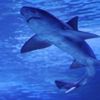 Avustralya’da köpek balığı saldırısı