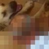 Antalya'da mide bulandıran olay! Ayaklarını hortumla bağladığı köpeğe tecavüz etti Antalya'da mide bulandıran olay! Ayaklarını hortumla bağladığı köpeğe tecavüz etti