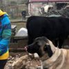 Bennu Yıldırımlar, doğum gününde hayvan barınağını ... Bennu Yıldırımlar, doğum gününde hayvan barınağını ...