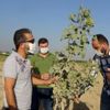 Mardin de fıstık üretimine rağbet artıyor Mardin de fıstık üretimine rağbet artıyor