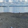 Beykoz Sahili çöplüğe döndü Beykoz Sahili çöplüğe döndü