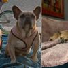 Lady Gaga’nın çalınan köpekleri bulundu: 500.000 dolar ödül koymuştu Lady Gaga’nın çalınan köpekleri bulundu: 500.000 dolar ödül koymuştu