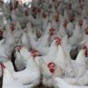 Bakanlık GDO’lu yeme onay verdi Bakanlık GDO’lu yeme onay verdi